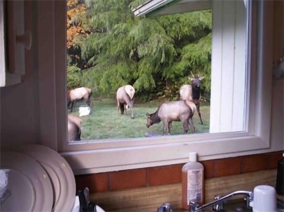  You might get lucky  but really they like to avoid people and dogs......