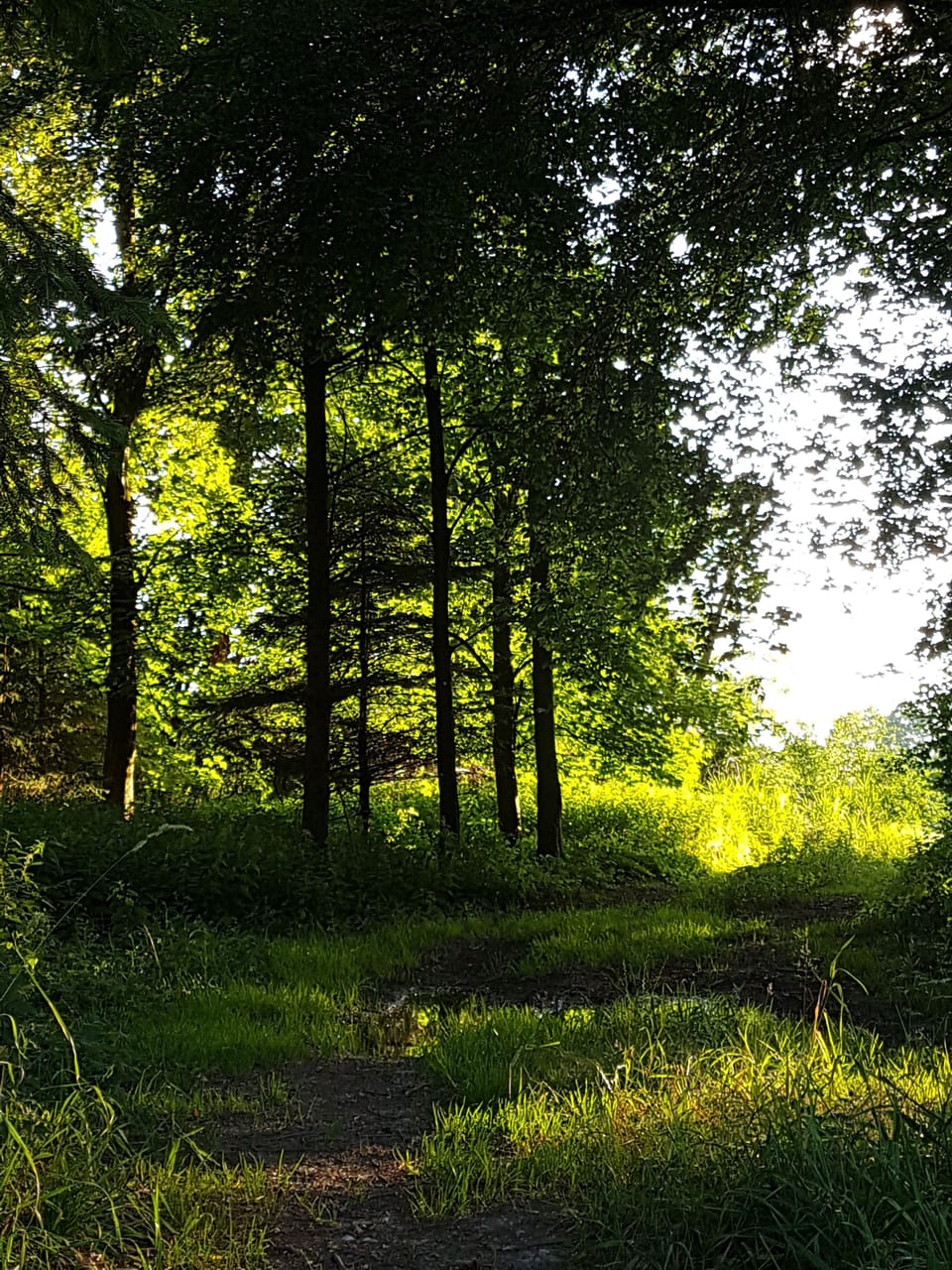 Hiking