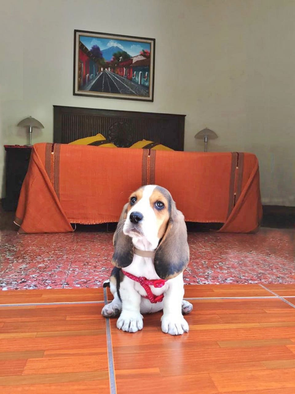 Pet-friendly