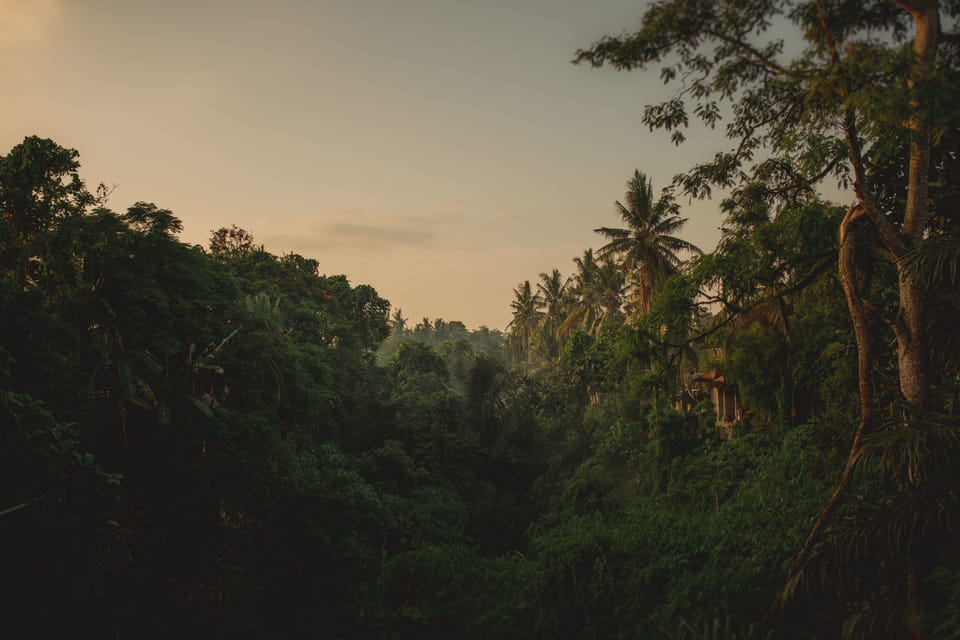 Superior Jure Villa with Jungle view | View from room