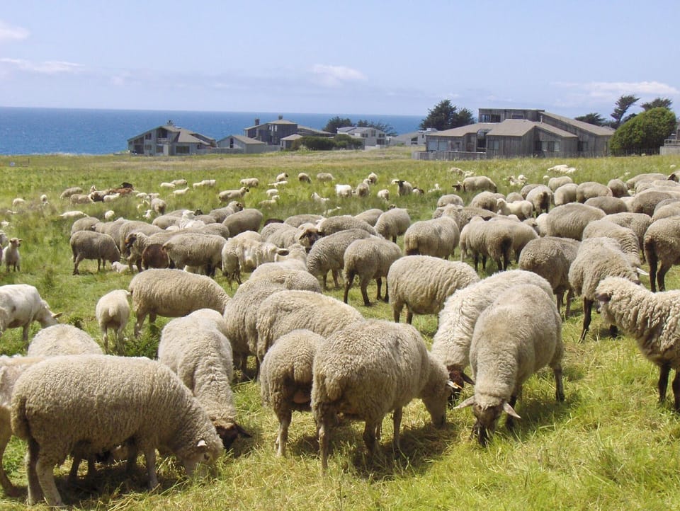 The Sea Ranch Sheep grazing.
