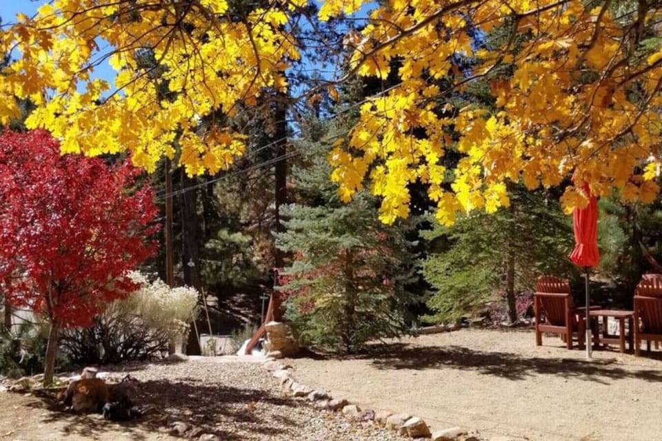 Spacious Backyard during Fall color changes