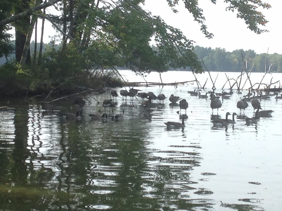 Geese in channel to our lake