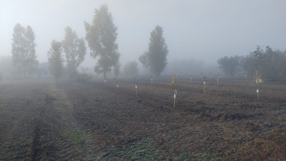 Misty morning October 2024