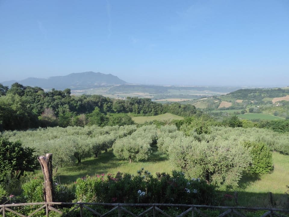 Looking west over olive trees to Mount Sorrate