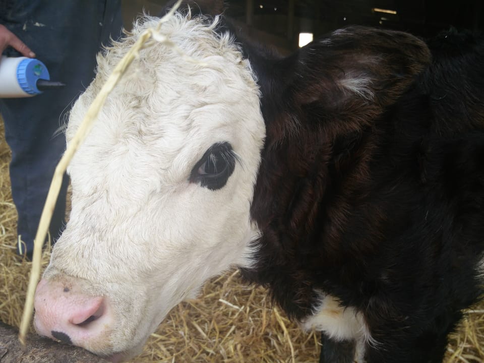 Seeing calves barely an hour old was wonderful, it made my and my children day. 