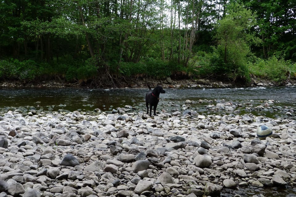 River Earn - pet friendly area