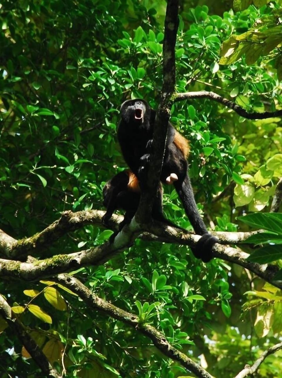 Listen & watch for howler monkeys in the back yard. (Photo was 10 min walk away)