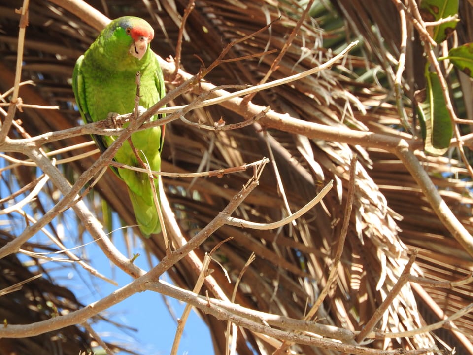 Wild Parrots in Ocean Beach
