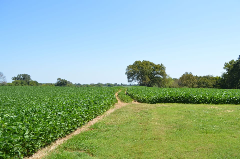 Pathway leading to pond