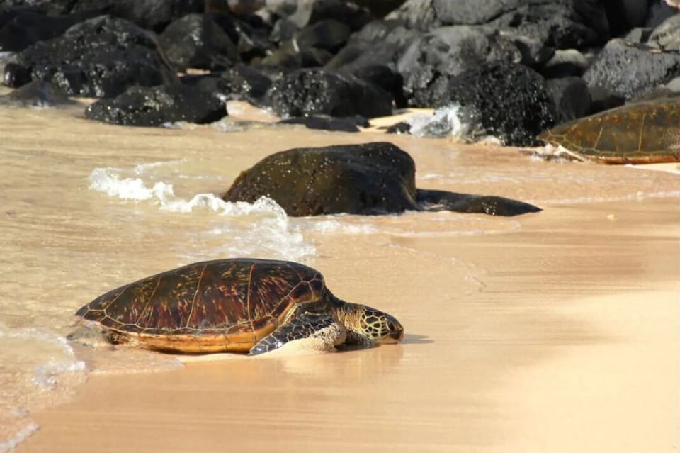 Turtles on the beach next to the building