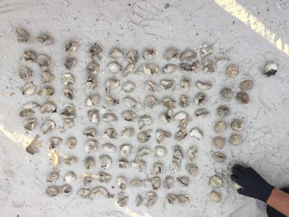 A turtle nest in from of Seychelles had over 110 turtle eggs in it.
