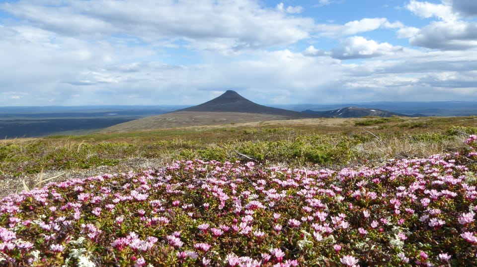 Städjan-Nipfjällets nature reserve 40 km southwest from the cabin