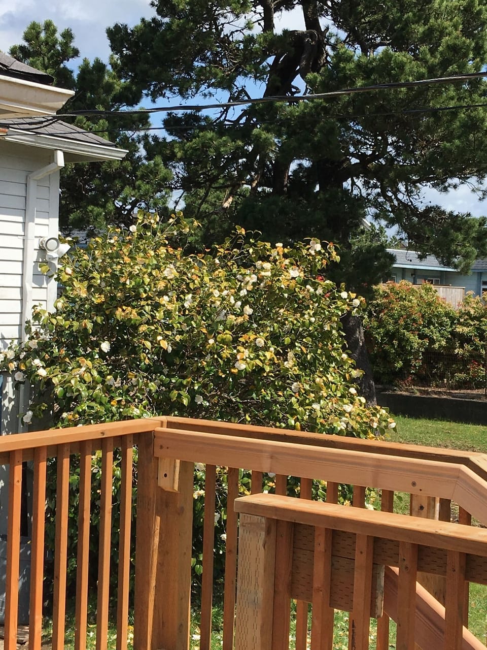 View of side garden from deck
