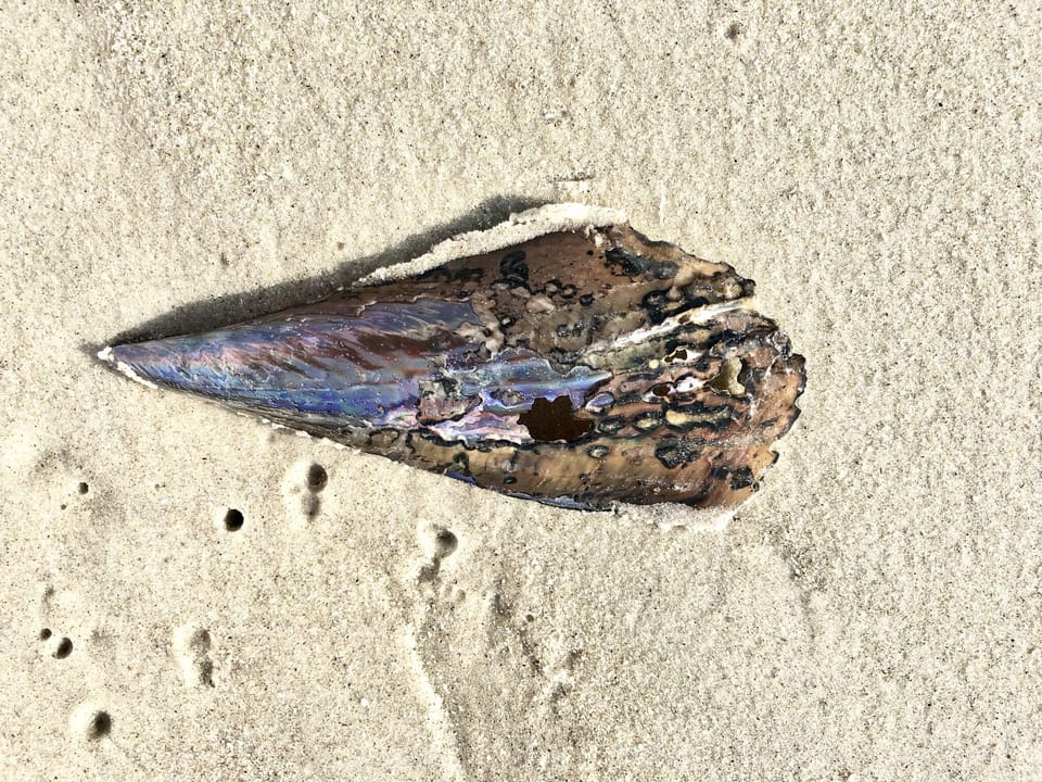 SSI boasts unique shells and abundant sea life, especially after high tide