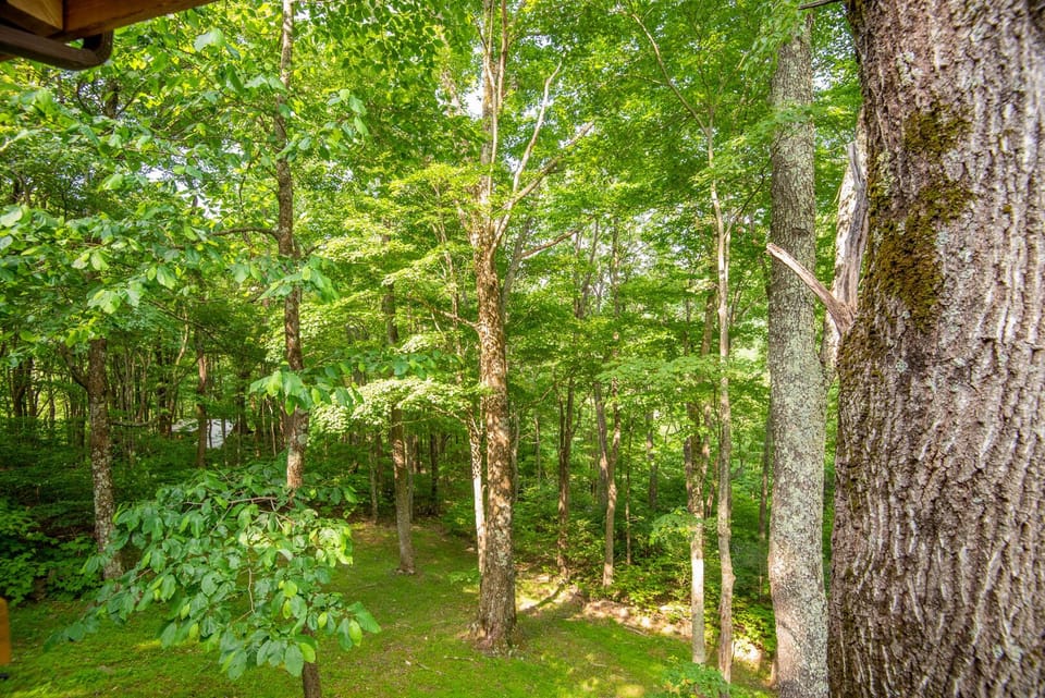 Wooded privacy...