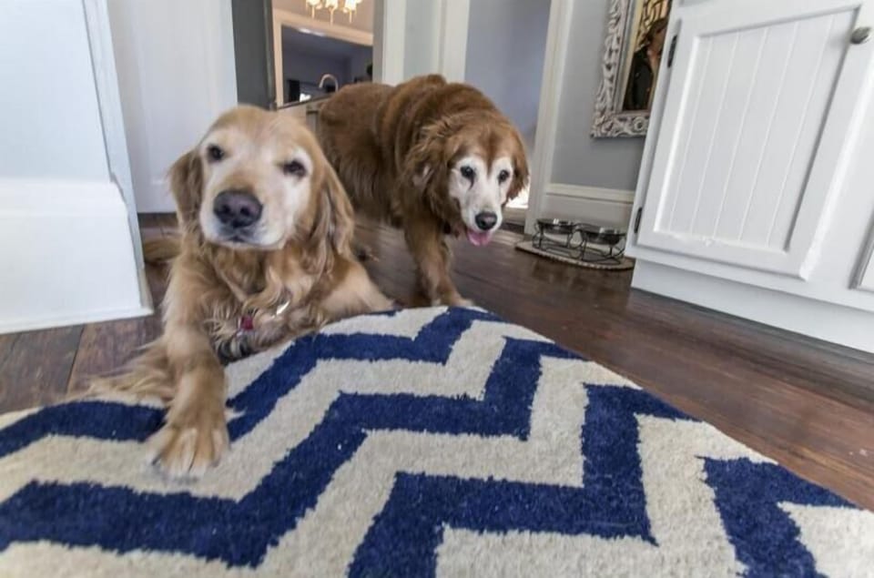 Pups of all sizes come on over!