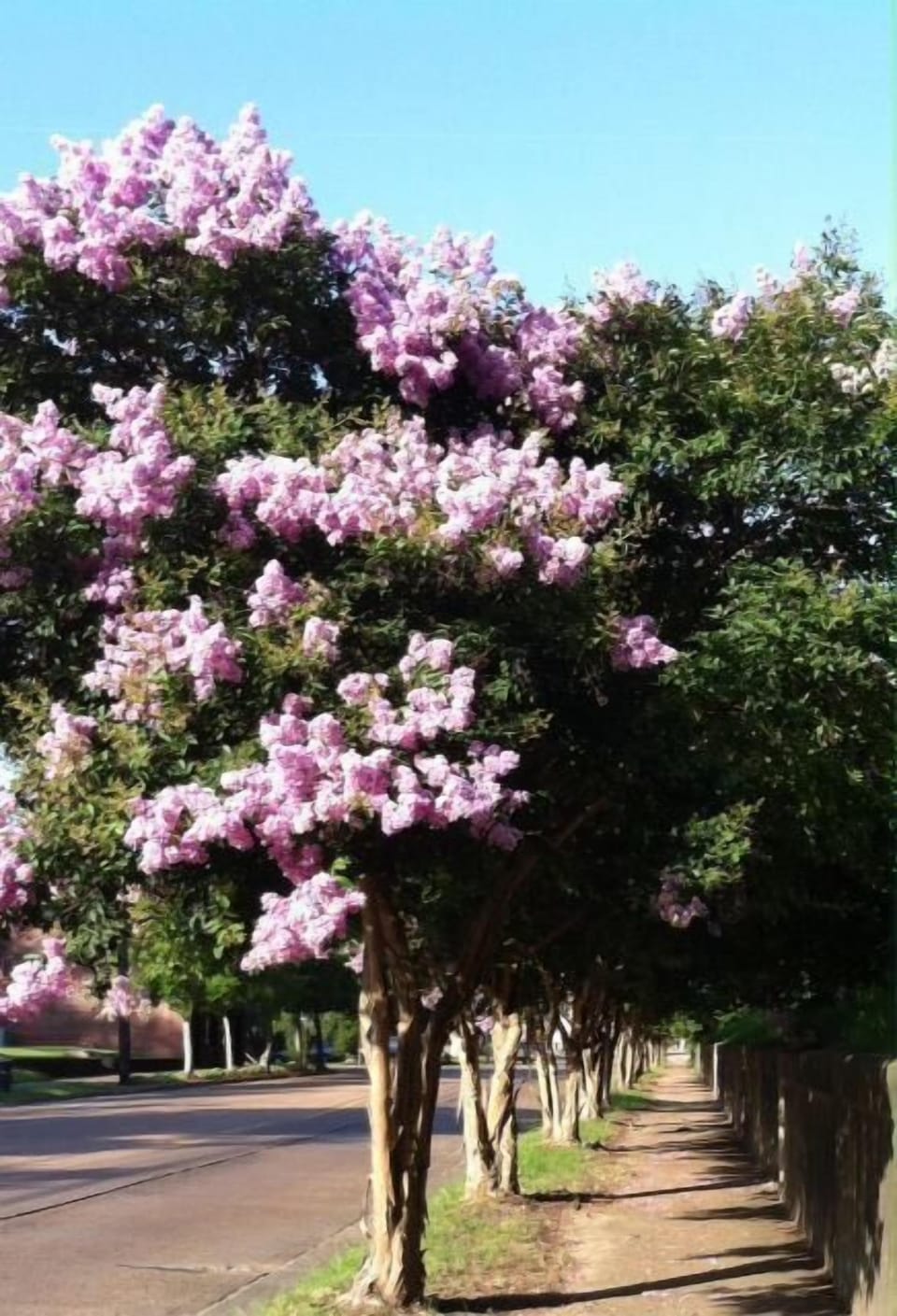 Walkway just across Canal Street