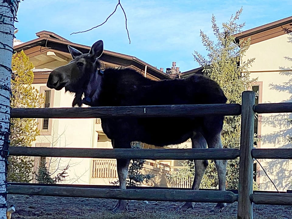 Moose are often spotted on or near the property.