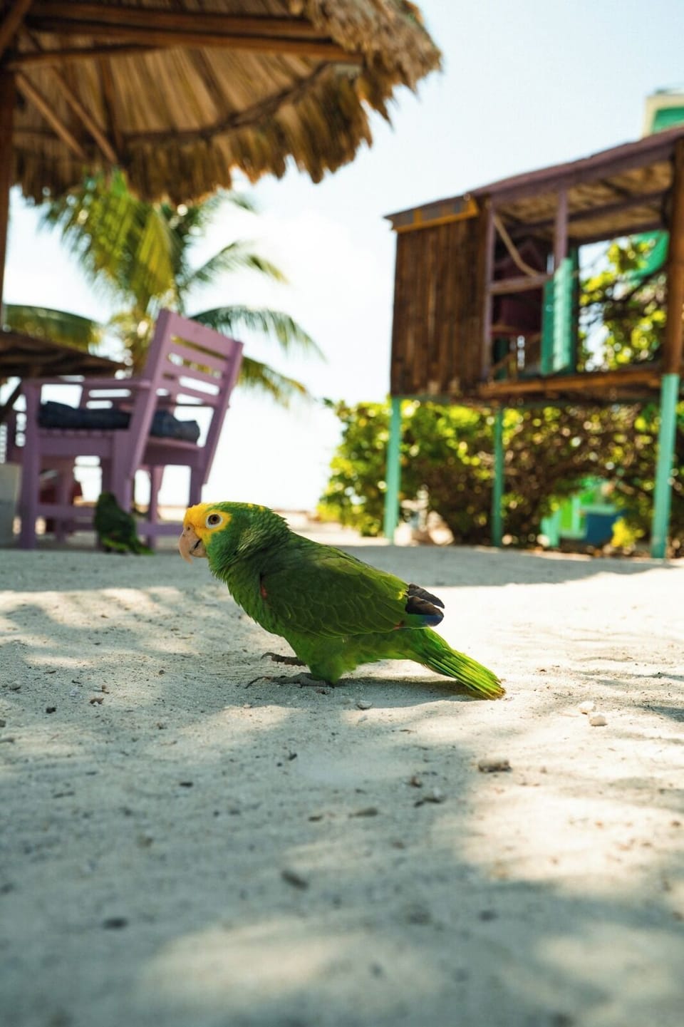 Our friendly island parrots add charm to the island experience.