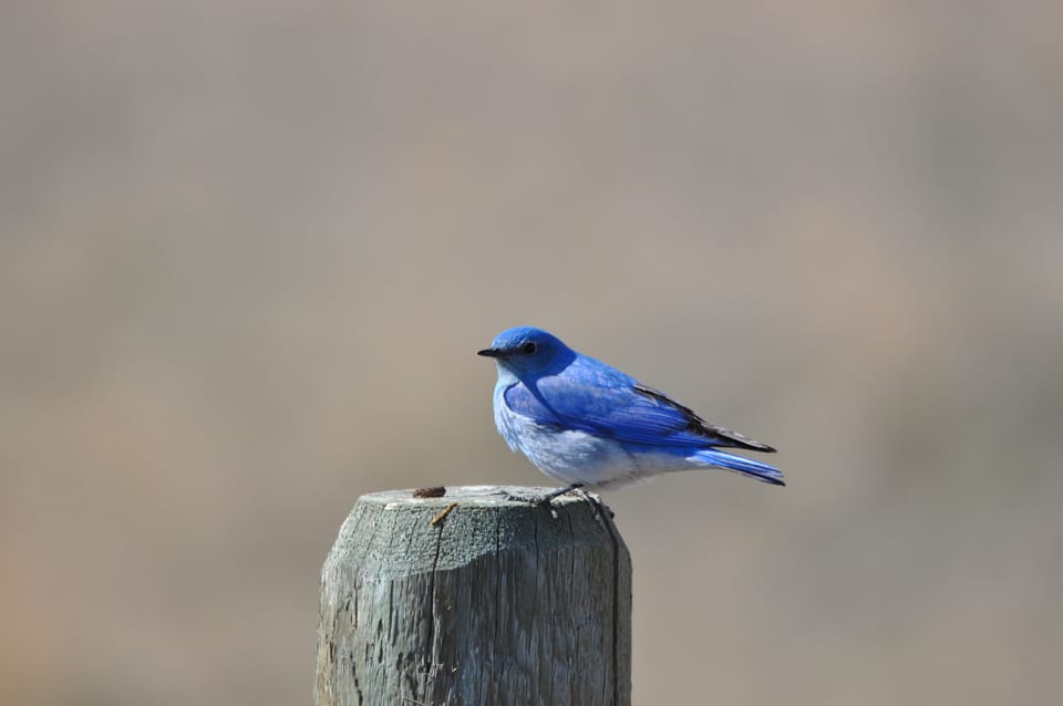 Blue Blue Mountain Bluebirds

