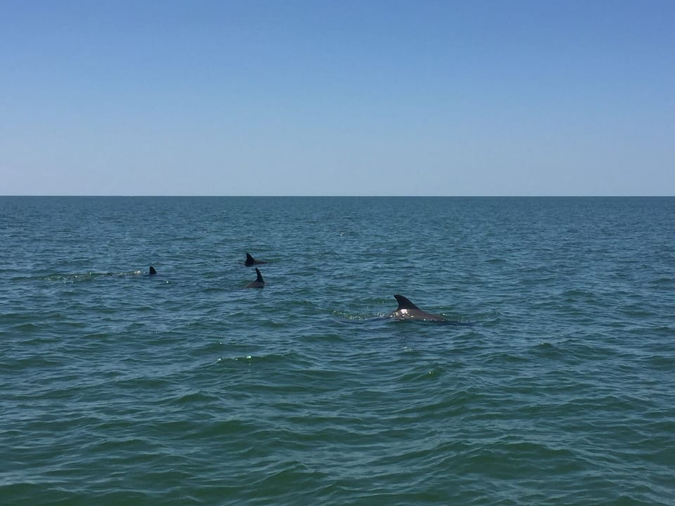 This is a common view in our area while out boating.  Sometimes even at our dock