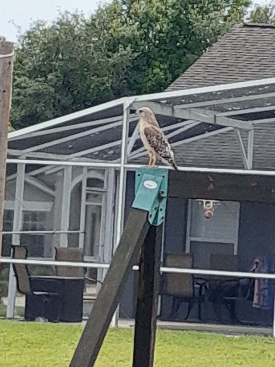 Hawk perched on neighbors swing