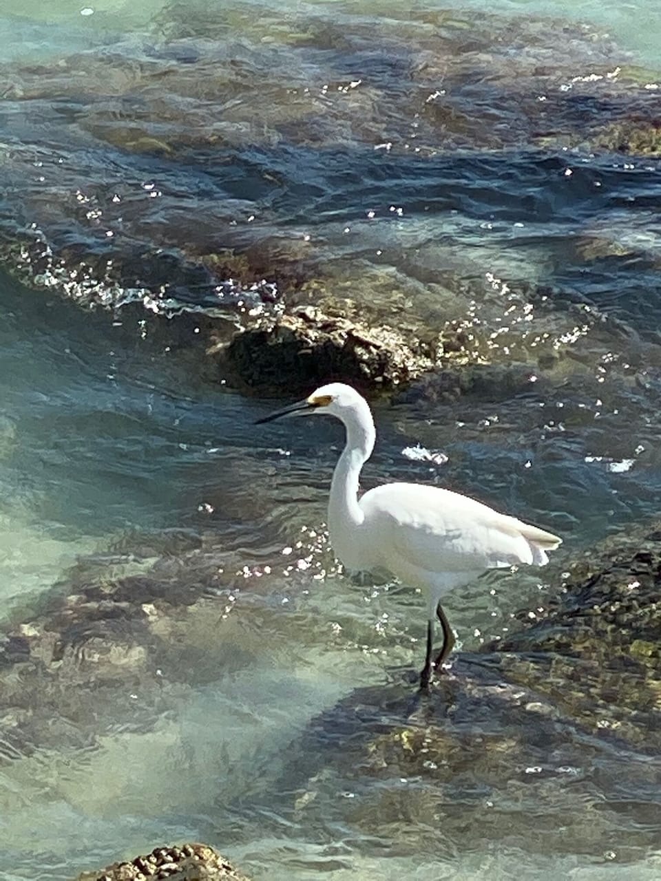 FREE SEAFOOD DINNER...