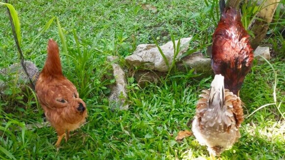 Our chickens roaming on pur property