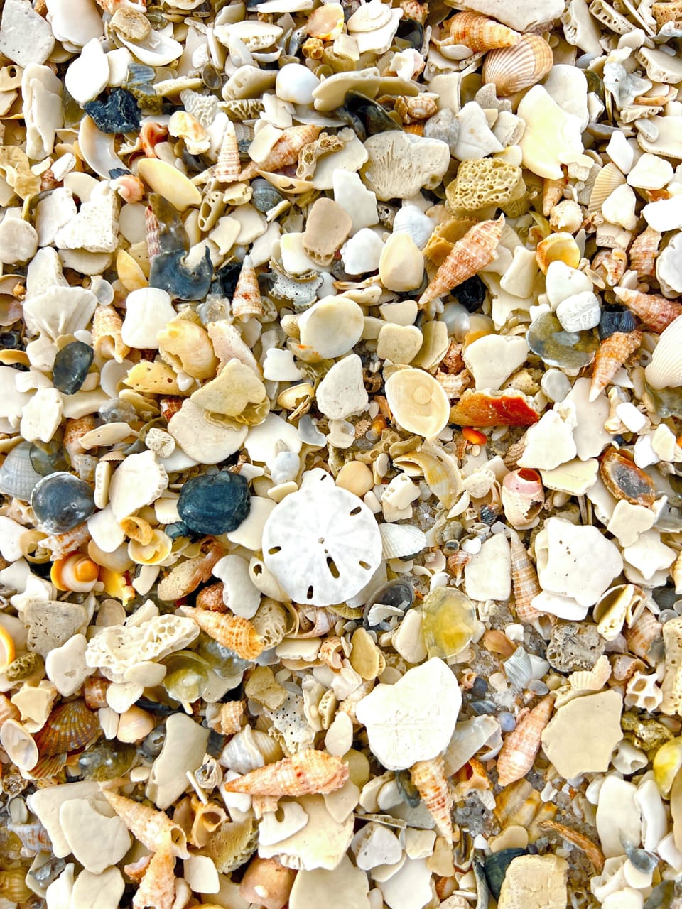 St. Andrew's Park next door is a seashell paradise!