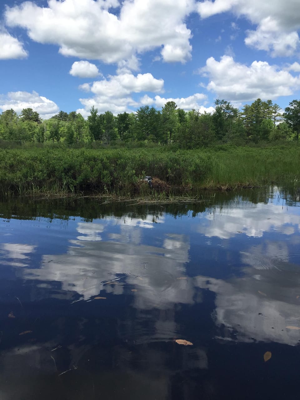 Beautiful areas on the lake to take the kayak or canoe too.