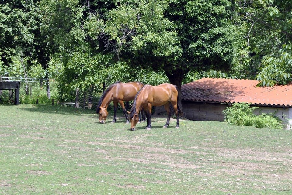 Game viewing