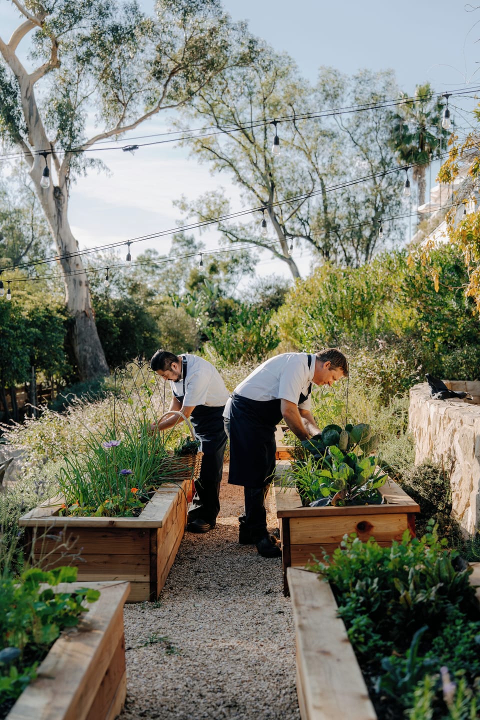 Garden