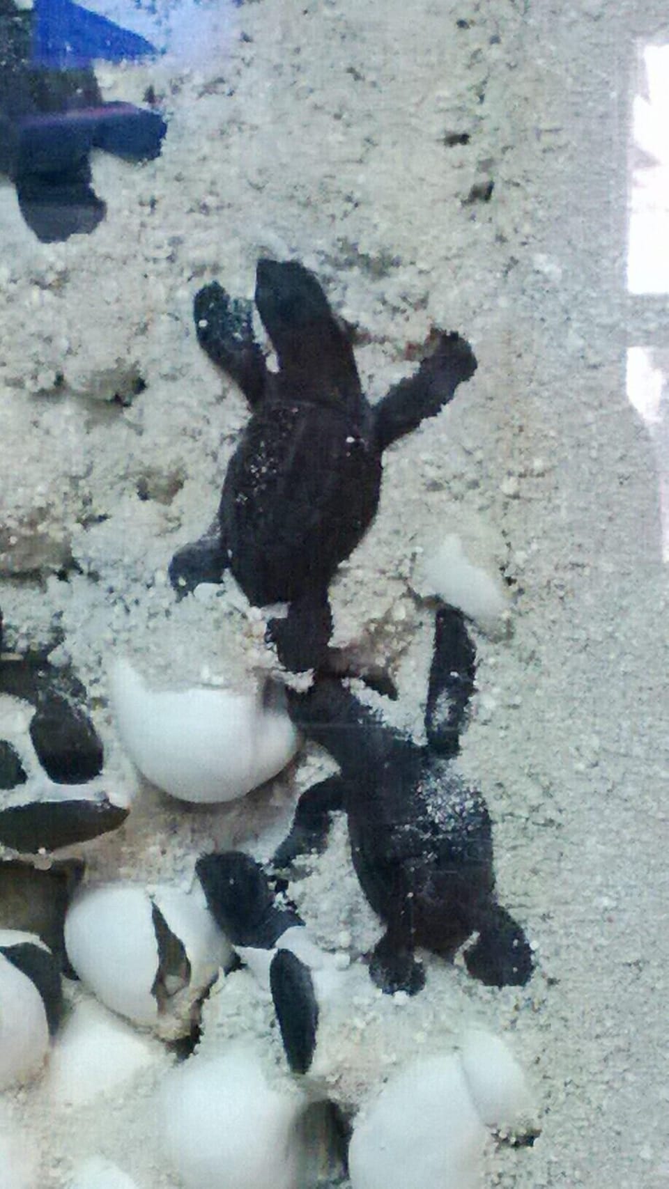 Baby turtle hatchlings released into the gulf, check for dates/times