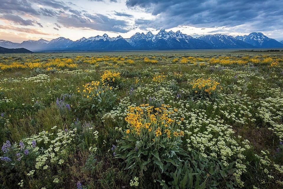 Summer wild flowers against a stunning backdrop.