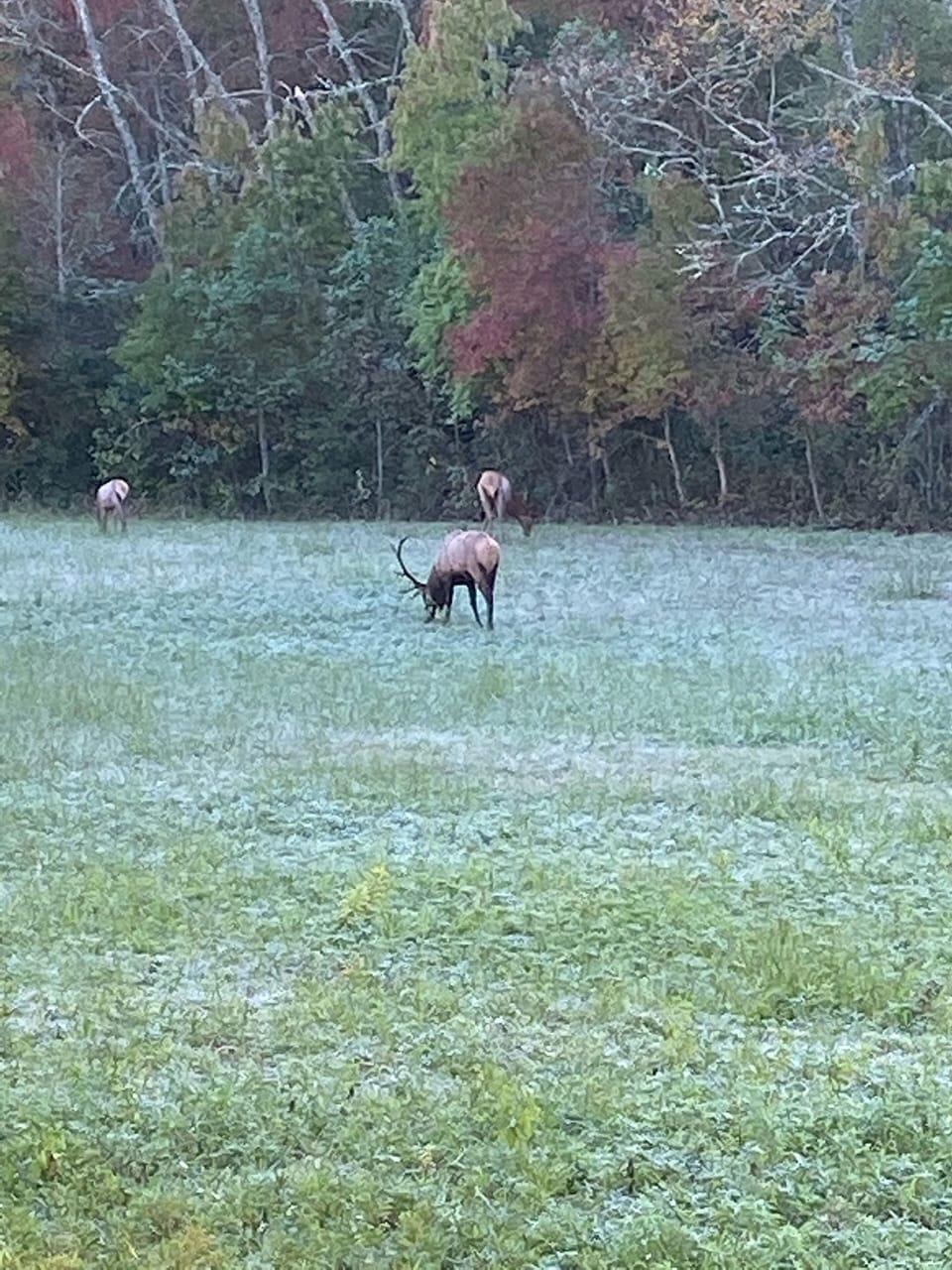Bull Elk, Smoky Mountains national park!