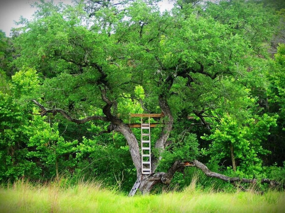 The tree house has set the stage for many a proposal... including the ours!