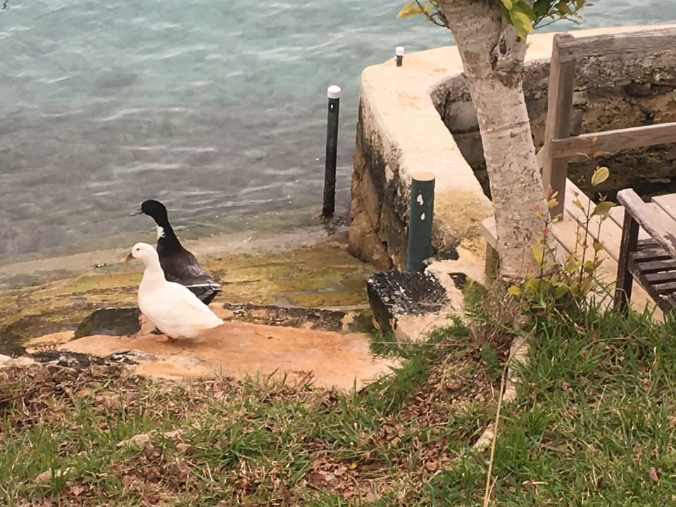 Your Neighbors - At One of the Few Remaining Old Bermuda Fishing Wells. 
