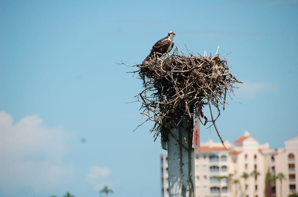 Spot the eagles and ospreys.