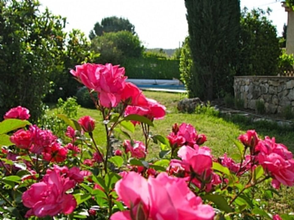 Les Olives roses May 2012