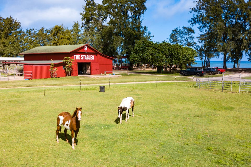 Horse Stables at the Turtle Bay Resort - Visit the horses and ponies/mini horses! There are 12 miles of trails to ride!