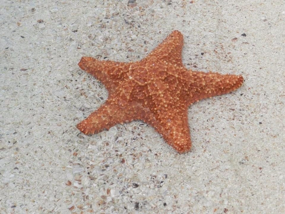 Spot colorful starfish while exploring Belize's shallow waters.