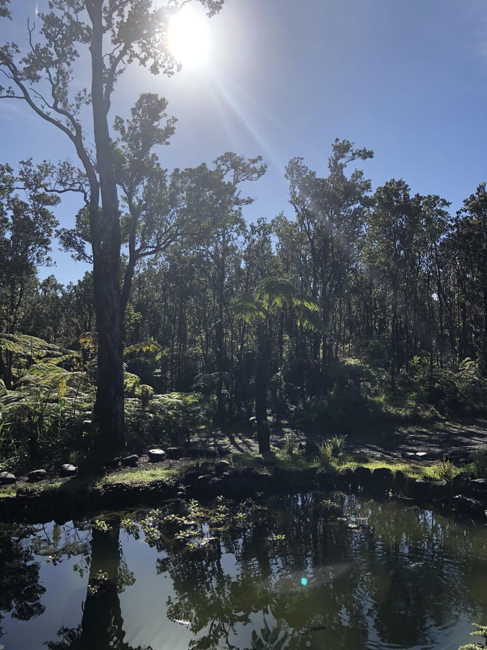 Pond