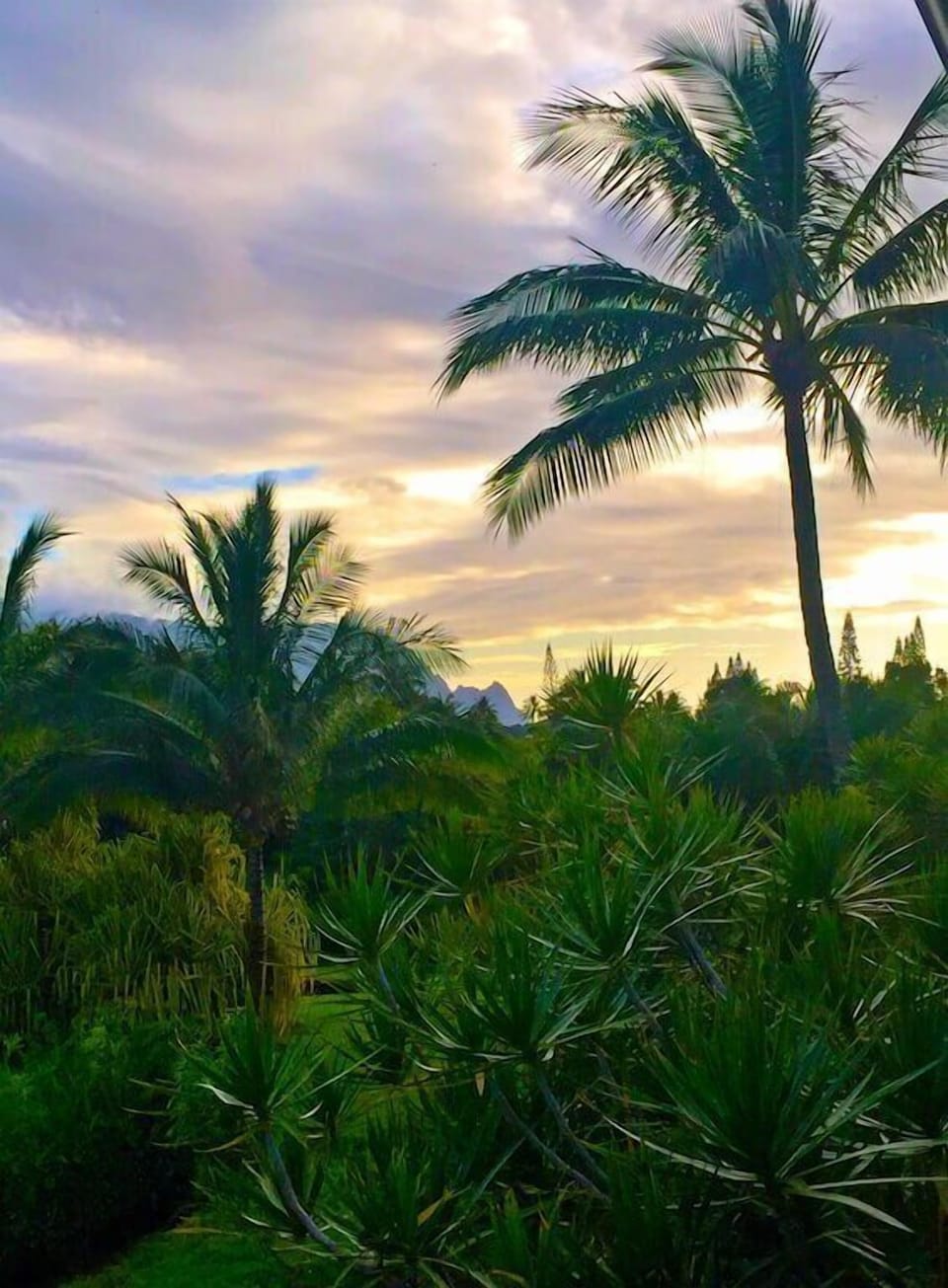 Treetop Sunset Views from the Balcony