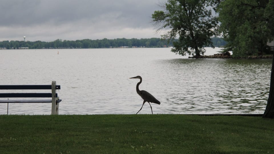 Lots of bird watching!