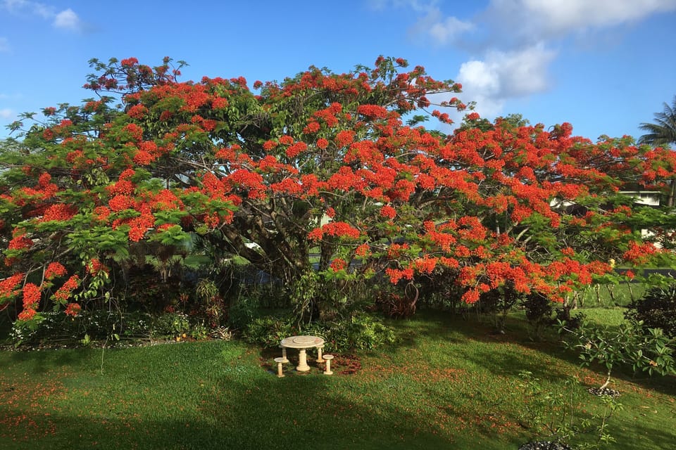 Royal Poinciana Tree