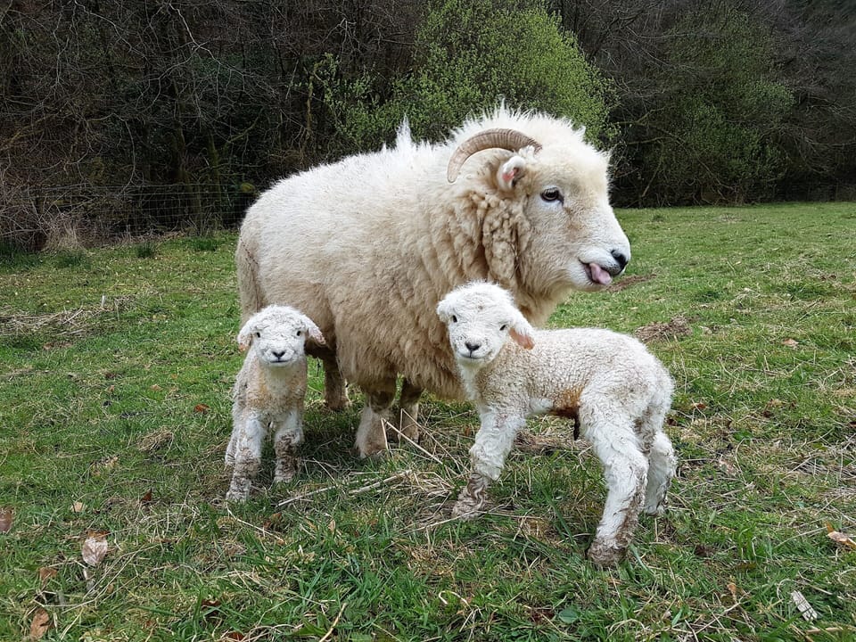 One of our Exmoor Horn Ewes with newborn twins.