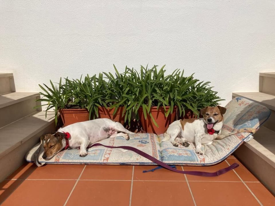 Sun trap loved by our dogs