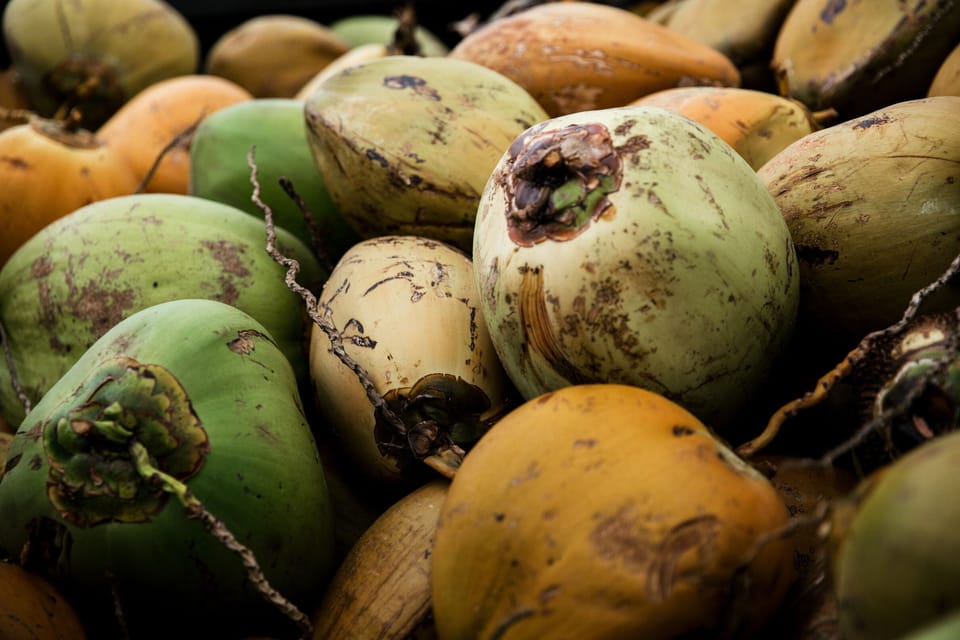 Fresh Coconuts ... Credit: HTA / Heather Goodman