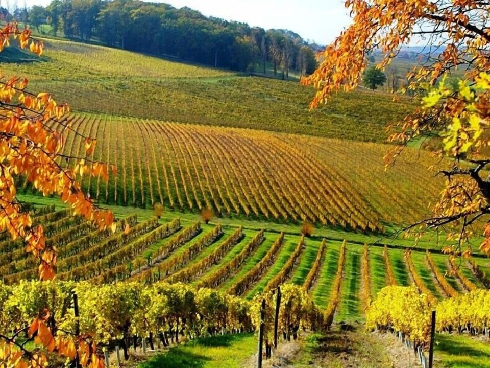 Vineyards are all around the area
